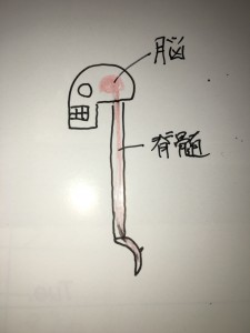 脳脊髄液の循環（クラニオセイクラム/頭蓋仙骨療法） - T-1 けやき整骨院